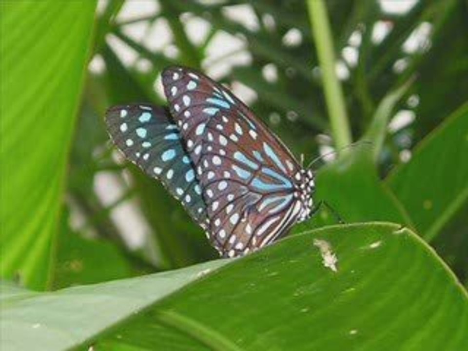 Zhi-vago  celebrate (the love)  sequential one atmo remix