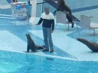 spectacle d'otaries