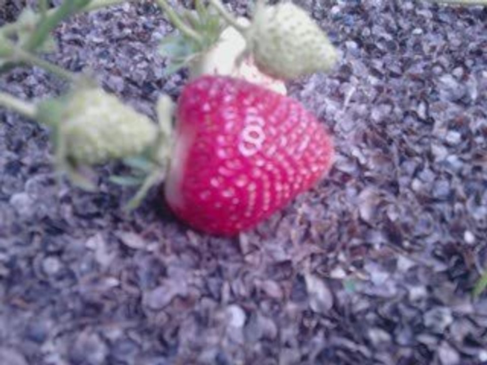 Mon jardin