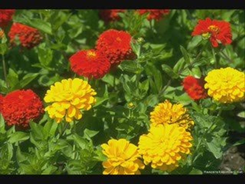 Göksel Bakasana halime