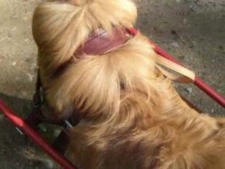 Attelage avec Bouggy: la charrette et le harnais