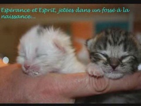 CHATS ABANDONNES (2)