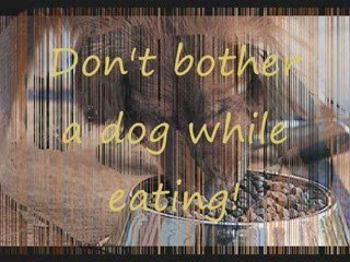 How to Prevent Dog Bites from Strange Dogs