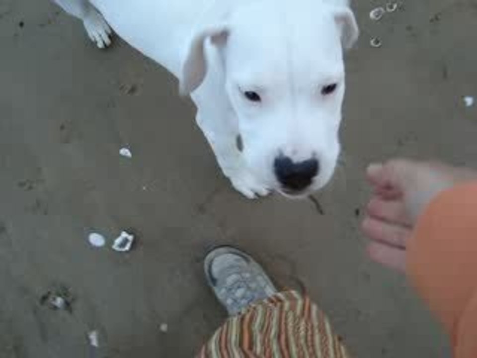 Llanca la fofole, dogue argentin femelle de trois mois et de