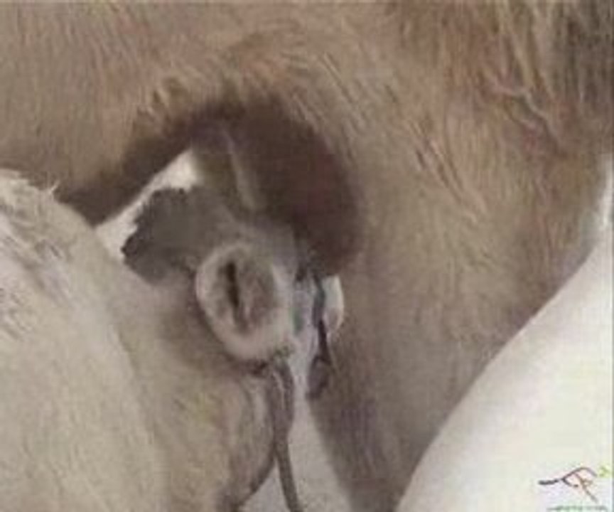 The misguided calf