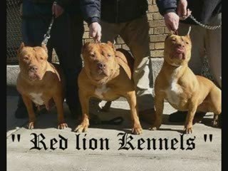 RED LION VN KENNELS