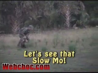 Un chasseur attaqué par des sangliers