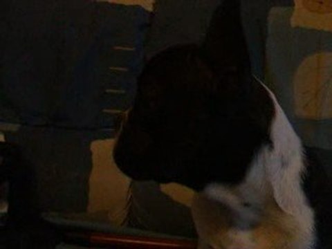 Boog qui n'aime pas la camera (Bouledogue francais)