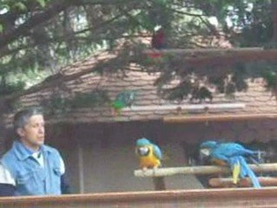 Zoo la Palmyre avec lé perroquets