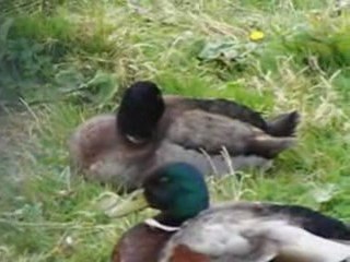 Vidéo le chateau d'Hardelot (62)