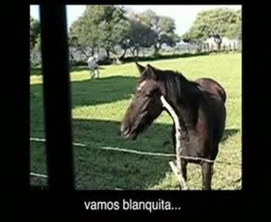 Buenos dias caballas