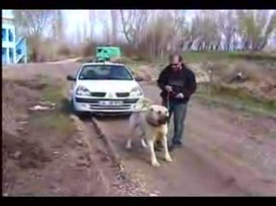 CHIEN GEANT