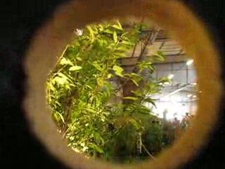 Nantes : Floralies 2009