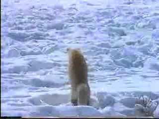 tilki karlı zeminde avını yakalıyor