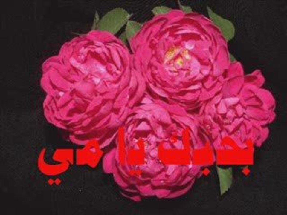 i love you  mai