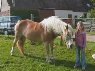 mes chevaux je vous aime