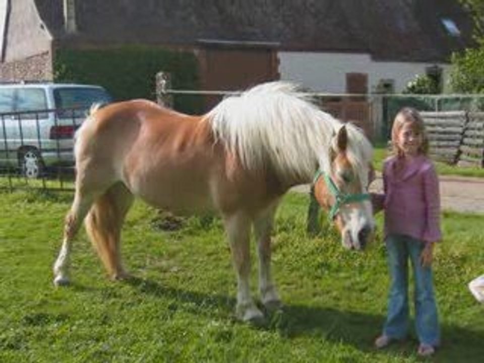mes chevaux je vous aime