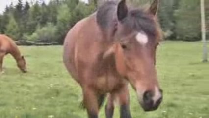 BALLADE A CHEVAL