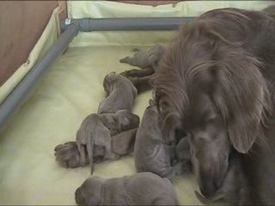 Chiots J+3