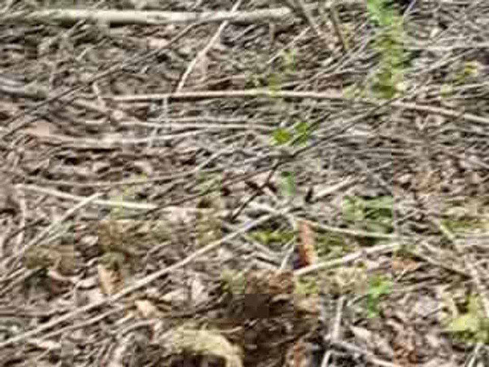 Chasse a l ours 041