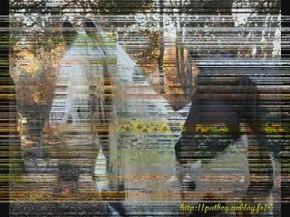 Irish cob, la splendeur