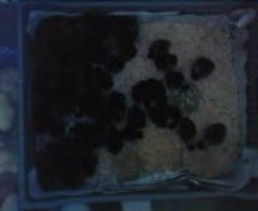 Poulet