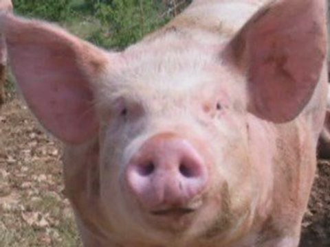 La vérité sur la grippe A (H1N1)