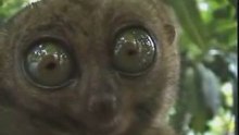 ALIEN- MURIEN