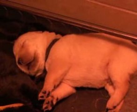 Labrador portée chiots à 2 semaine