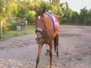 Shadé aux longues rênes