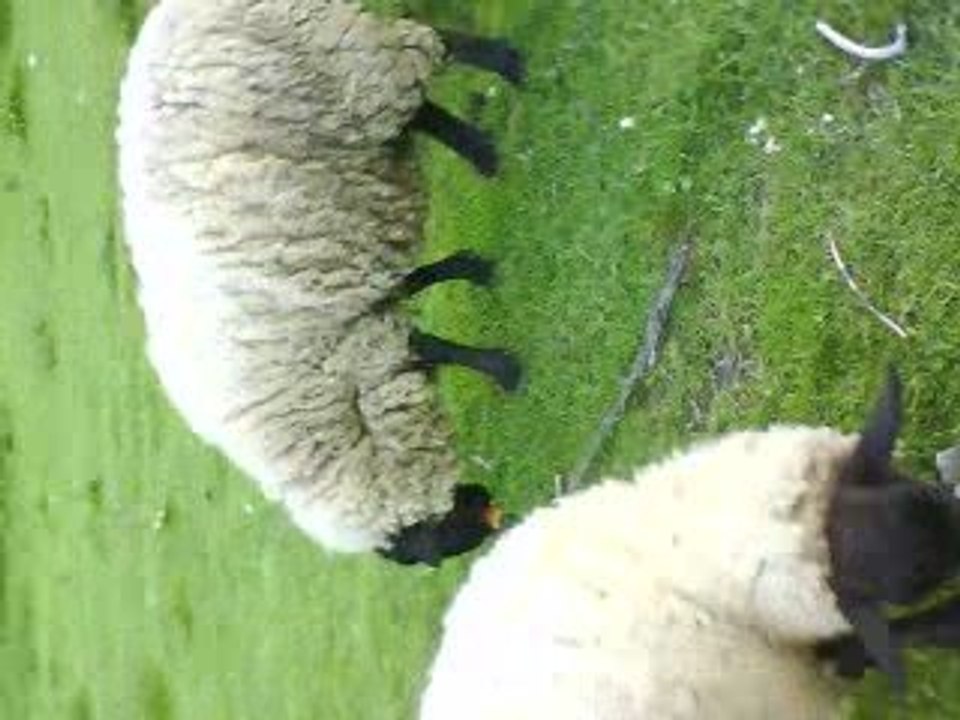 mouton daiguefonde
