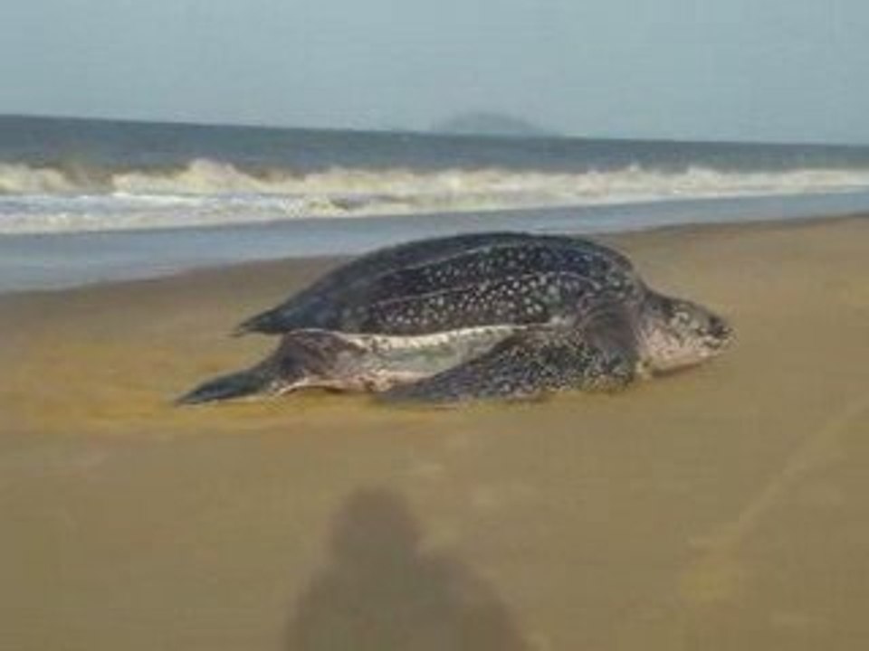 tortue luth qui sort de l'eau, plage des salines