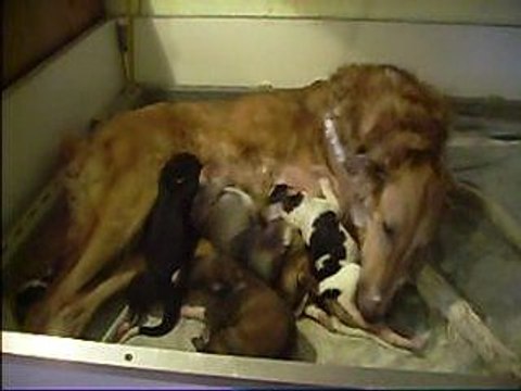 tétée de barzoïs à12 jours, DU JOYAU DES BOIS