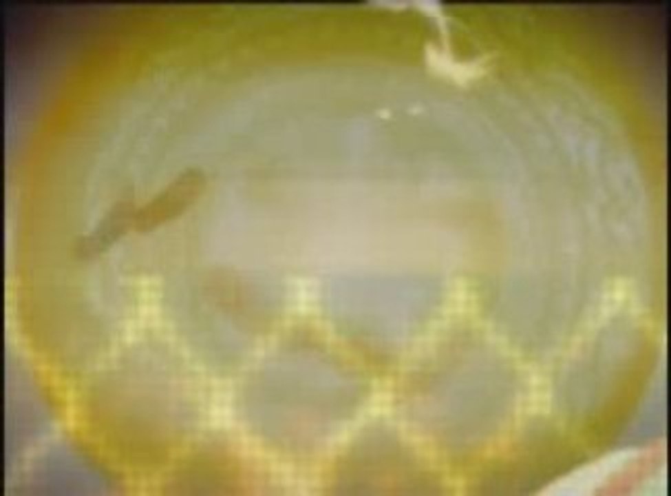 Amv karas fait par draguon