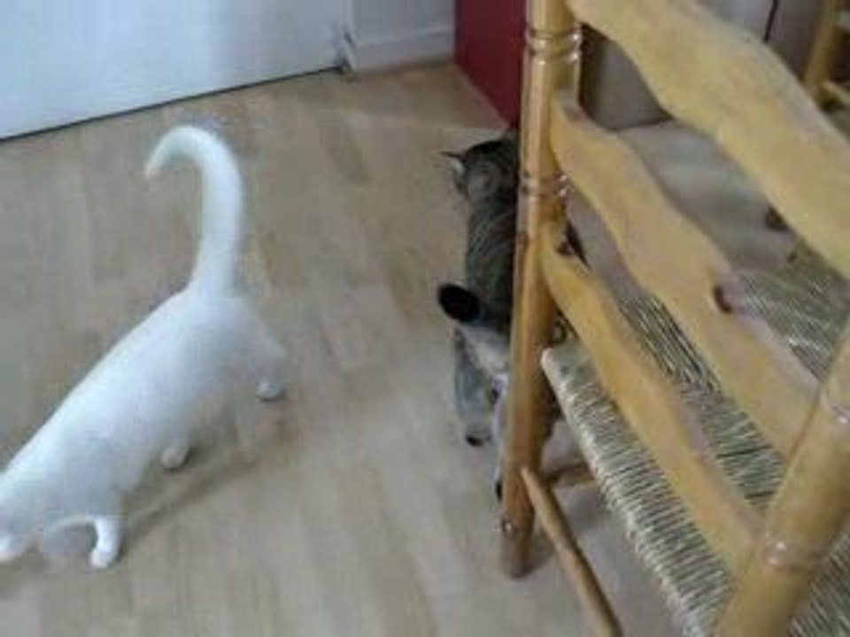 Kyra qui miaule pour sortir