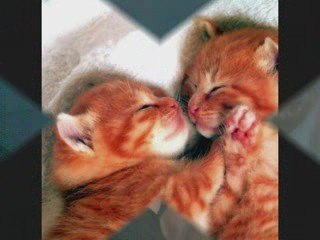 Jamba-el osito enamorado