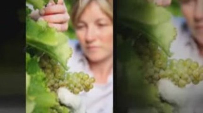 Unique Self Contained Holiday House Nelson New Zealand