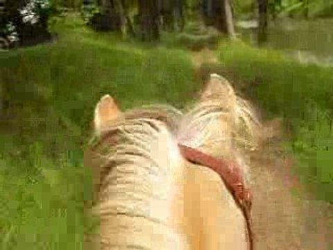 Pilou trot canal trotteur