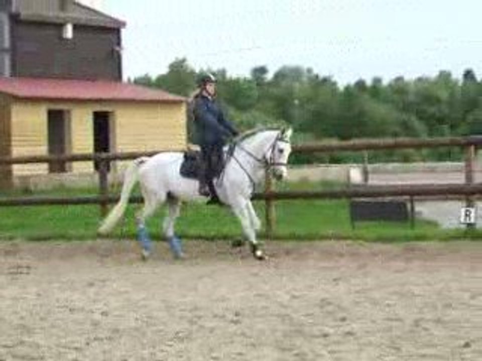 Oeil d'or - plat