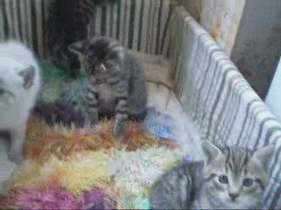 Chats V1 170509