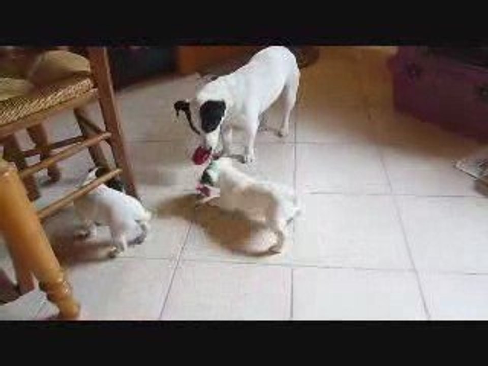 Les petites canailles