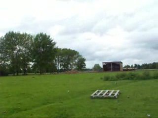 Coco entrainement troupeau 16 mai - 2