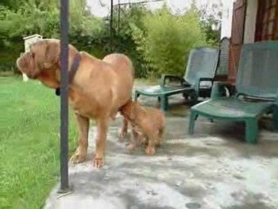 DOGUE DE BORDEAUX 1 MOIS ET 8 JOURS