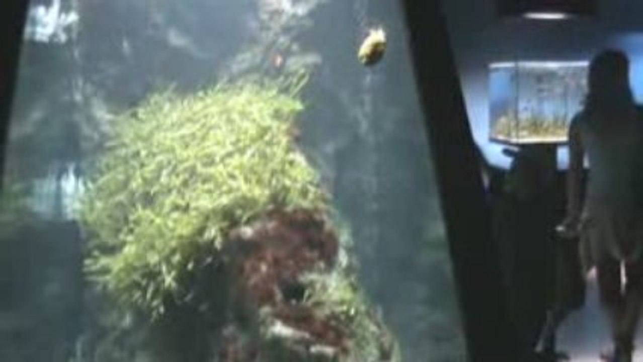 Dylan et les poissons