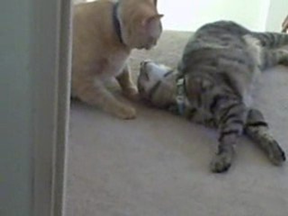 The After Fight Lovefest