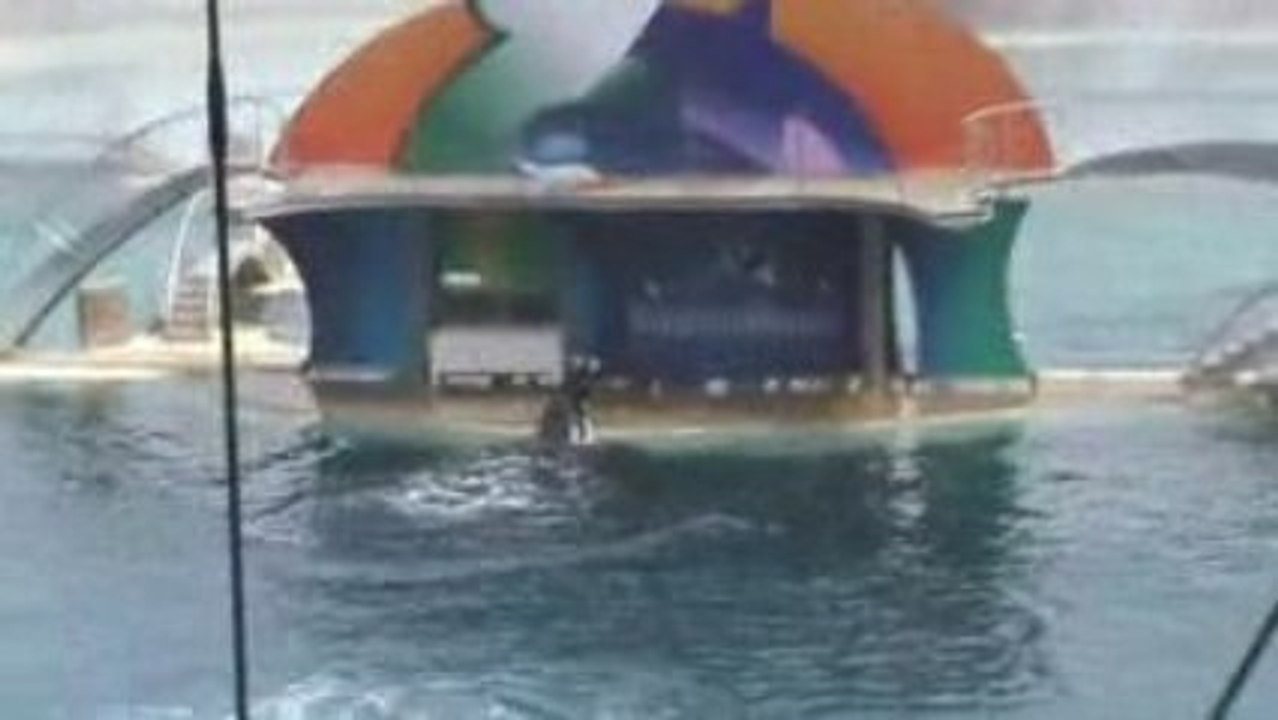 Spectacle des orques(1)