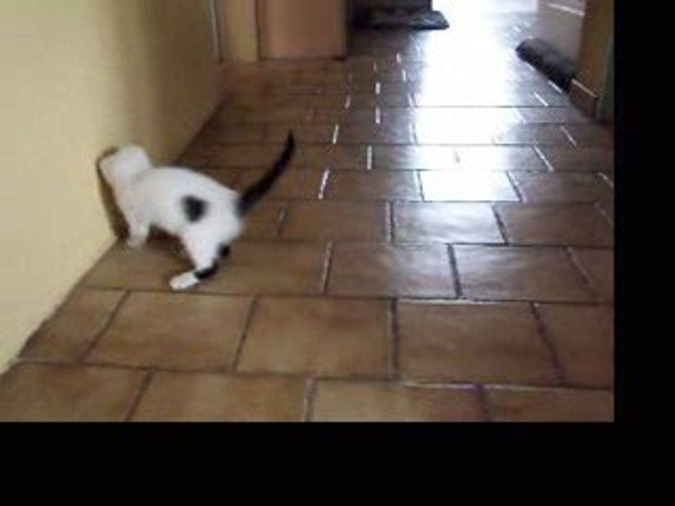 capusule et la balle