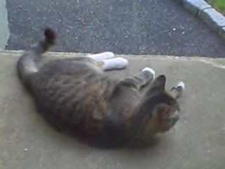 Paddy Paws and Mouse