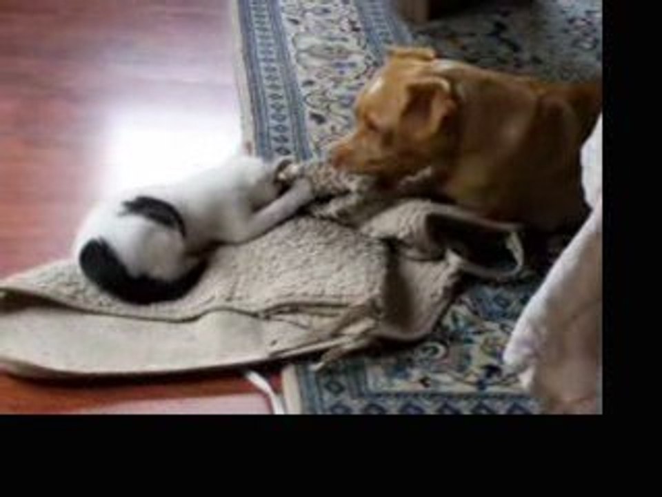 chaton 2 mois et chien trois ans tossent