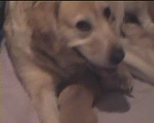 Tess et ses chiots, première semaine